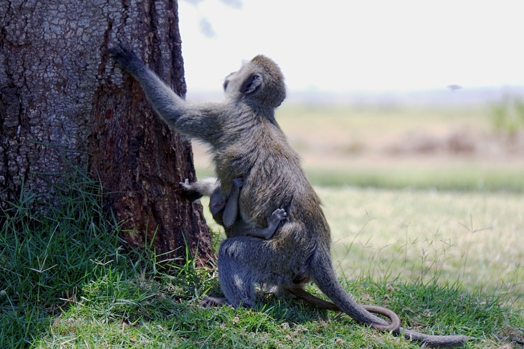 Kenia (193).jpg
